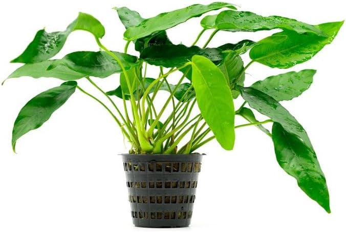 Anubias Live Aquarium Plants - Potted Freshwater Plant for Fish Tanks, Terrariums - Beginner Friendly Low Light (Short and Sharp, Mother Plant)