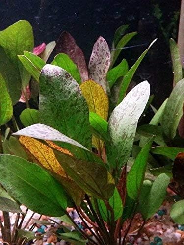 Potted Live Aquarium Plants | Freshwater Aquatic Plants for Aquariums (Red Flame Sword, 5 Pack)