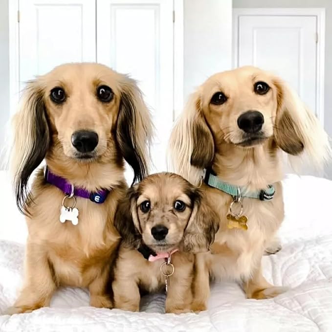Blueberry Pet Essentials Dog Collar | Adjustable Girl Dog Collars for Medium Dogs | Neon Green Puppy Collar | Classic Nylon Dog Collars for Small Dogs | Pet Accessories