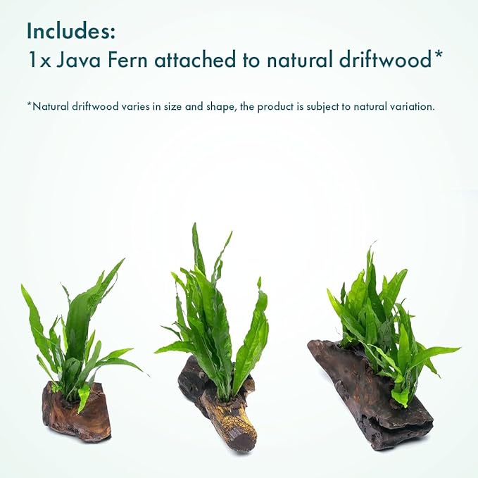 Live Aquarium Plants on Driftwood, Lava Rock, Moss Mat - Freshwater Fish Tank Plants (Java Fern, Driftwood (Small))