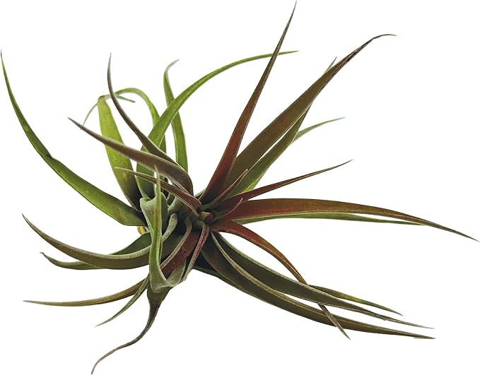 Air Plants - Tillandsia Brachycaulos Abdita, Large 4-6" - 5 ct - Live Arrival Guaranteed - House Plants for Home Decor & Gift