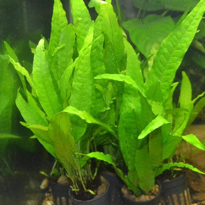 3 Aquatic Plants Bundle | Live Plants for Freshwater Aquariums (3 X Microsorum Java Fern Plants)