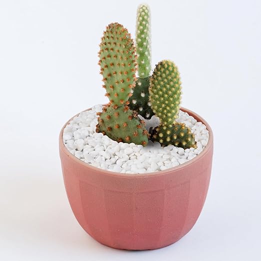 5 lbs White Aquarium Gravel, 1/5 Inch White Rocks for Plants, Small Pebbles for Vases, Succulents, Bamboo, Natural Decorative Pebbles for Plants Drainage, Cactus, Crafts