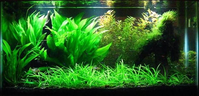 Potted Live Aquarium Plants | Freshwater Aquatic Plants for Aquariums (Amazon Sword)