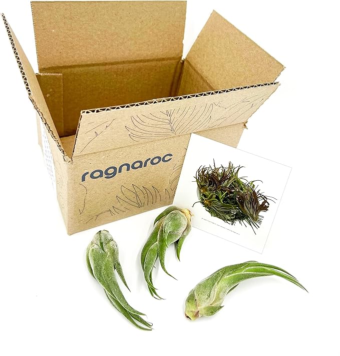 Air Plants - Tillandsia Seleriana, Large 4-6" - 3ct - Live Arrival Guaranteed - House Plants for Home Decor & Gift