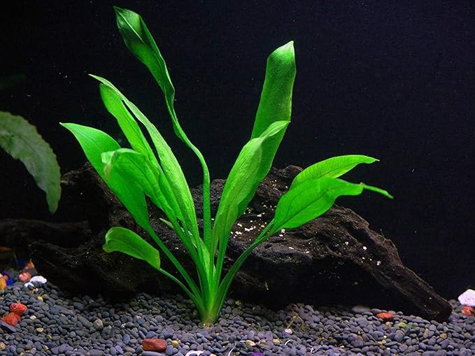 Potted Live Aquarium Plants | Freshwater Aquatic Plants for Aquariums (Amazon Sword, 5 Pack)
