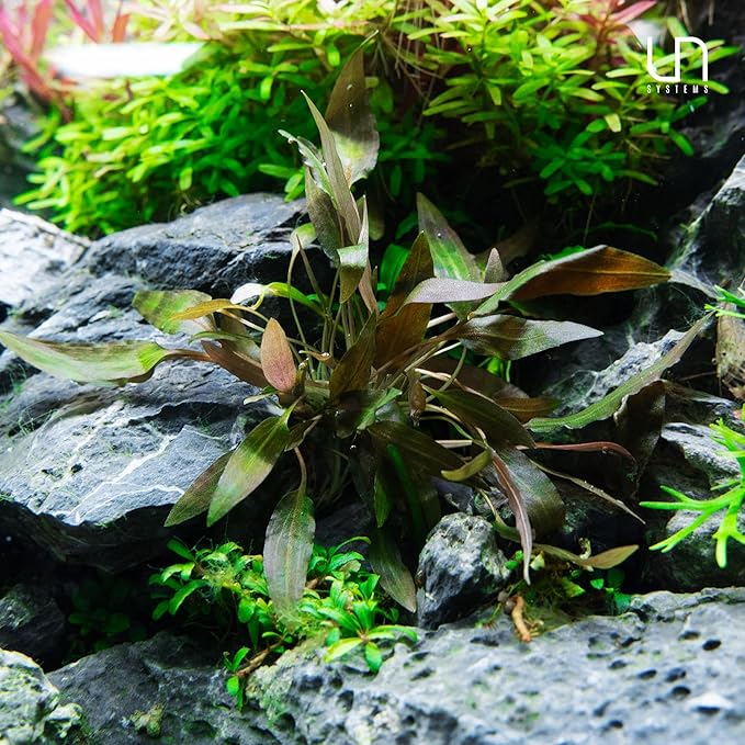 Ultum Nature Systems Cryptocoryne Willisii Tissue Culture Live Plant for Aquarium, Aquascape, Freshwater Fish Tanks - 100% Snail Free in Vitro
