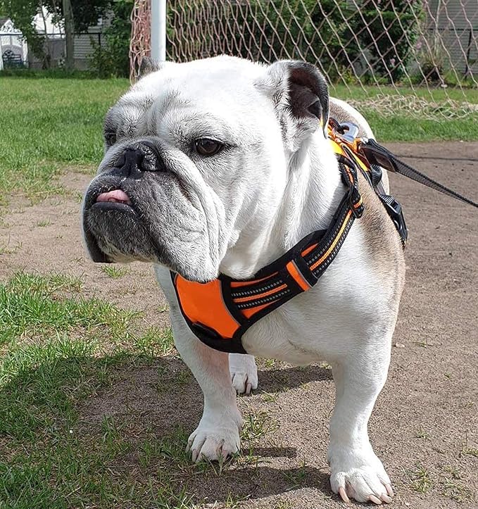 rabbitgoo Dog Harness No Pull with 2 Leash Clips, Adjustable Soft Padded, Reflective Oxford No Choke Pet Vest with Easy Control Handle for Small Dogs,Orange,S