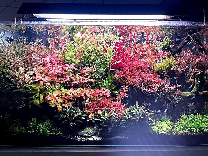 Live Aquarium Red Stem Plants - Freshwater Aquatic Plant for Fish Tanks, Aquascaping - (Lemon Bacopa Caroliniana, 4 Bunches)