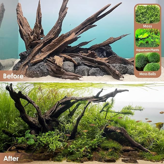 Natural Large Aquarium Driftwood for Fish Tanks & Reptile Terrariums – Safe Fish Tank Decorations, Unique Twisted Branches 2-Piece 14-18 Inch Low Tannin, Easy to Sink
