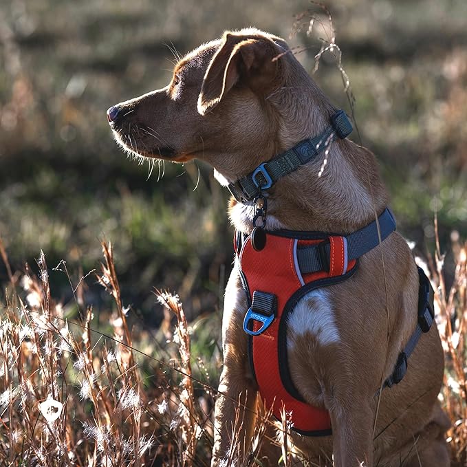 Embark Adventure Dog Harness, No-Pull Reflective Trim Dog Harness for Small, Medium & Large Dogs - Military Grade Nylon, 2 Leash Clips & Gel Lined Handle. Soft & Padded Puppy Dog Vest for Any Breed