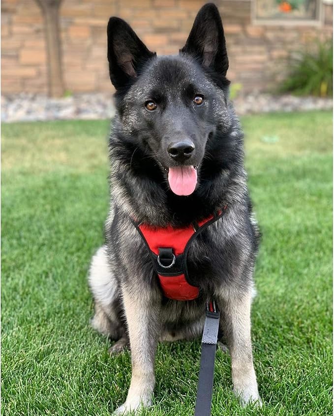 rabbitgoo Dog Harness No Pull with 2 Leash Clips, Adjustable Soft Padded, Reflective Oxford No Choke Pet Vest with Easy Control Handle for Large Dogs, Red, XL