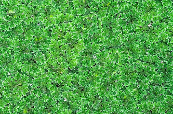 Azolla caroliniana 20 + Plants Live Floating Pond Plant Mosquito Fern Water Velvet Fairy Moss Aquarium Outdoor Ponds Fast Growth Outcompetes Algae Fish Food filiculoides