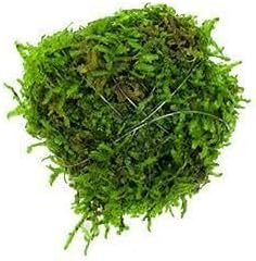 Live Aquarium Plants on Driftwood, Lava Rock, Moss, Fiber Mat - Freshwater Fish Tanks - Easy, Beginner Friendly Vesicularia Montagnei (Floating Christmas Moss Ball)