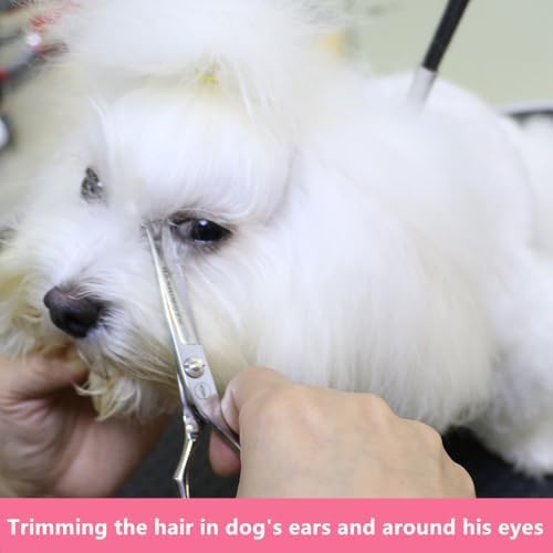 HASHIMOTO Small Dog Grooming Scissors