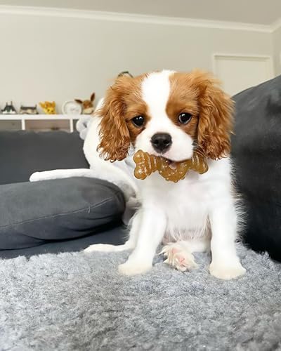 Nylabone Puppy Chew Teething Bone and Ring Bone Dog Chew Toys