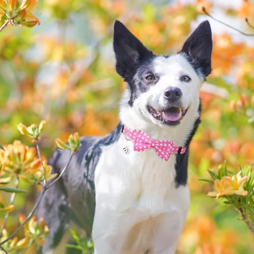 BINGPET No Pull Dog Harness Leash Collar Set, Adjustable Step-in Vest