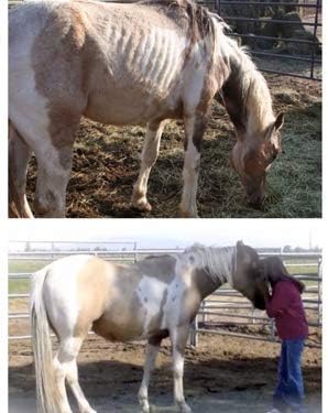 Super Weight Gain 40 lb, Equine Vitamin Mineral, Probiotic & Weight Gain Supplement