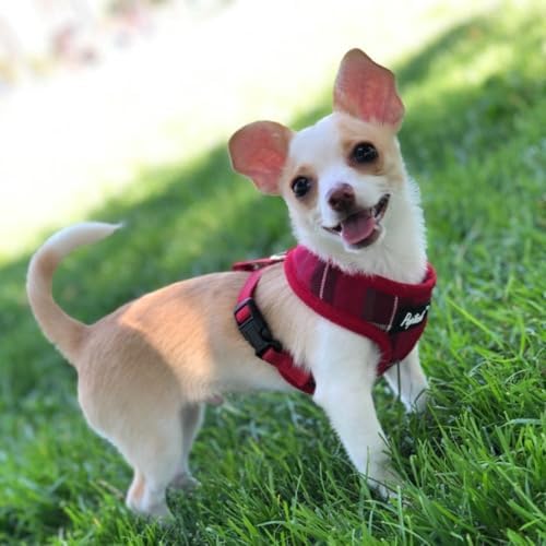 PUPTECK Small Dog Harness and Leash Set No Pull
