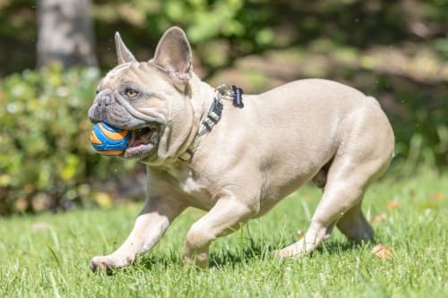 Chuckit! Ultra Squeaker Fetch Balls