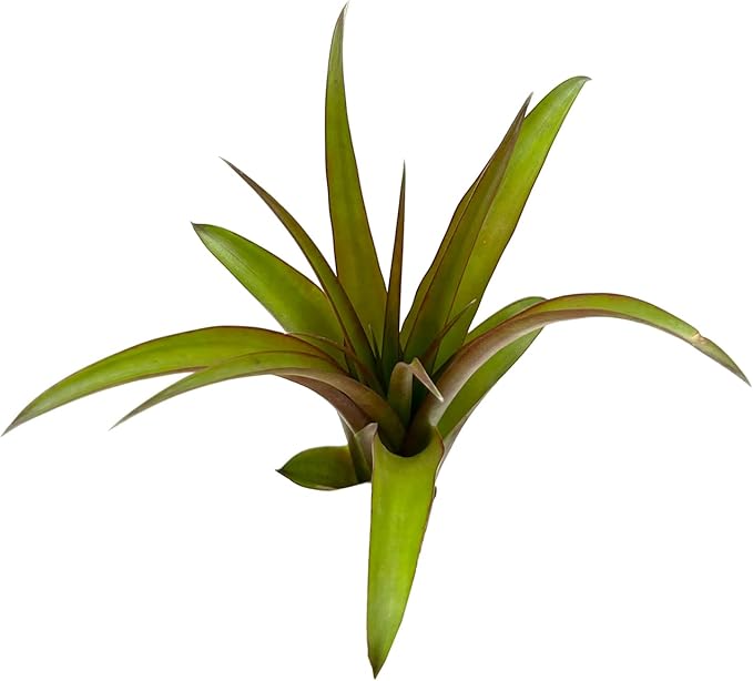 Air Plants - Tillandsia Red Capitata, Large 5-7” - 3 ct - Live Arrival Guaranteed - House Plants for Home Decor & Gift