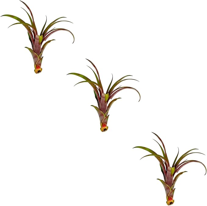 Air Plants - Tillandsia Red Capitata, Large 5-7” - 3 ct - Live Arrival Guaranteed - House Plants for Home Decor & Gift