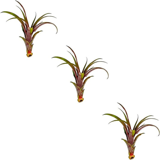 Air Plants - Tillandsia Red Capitata, Large 5-7” - 3 ct - Live Arrival Guaranteed - House Plants for Home Decor & Gift