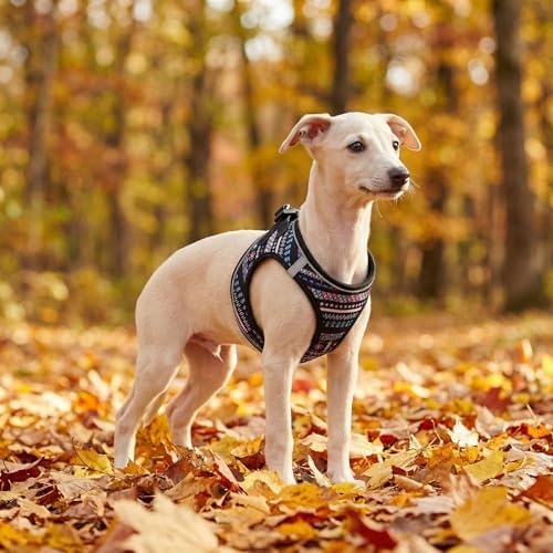 Mihqy Step in Dog Harness and Leash Set, Breathable Mesh