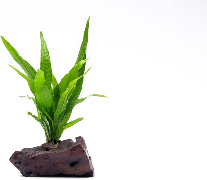 Live Aquarium Plants on Driftwood, Lava Rock, Moss Mat - Freshwater Fish Tank Plants (Java Fern, Driftwood (Small))