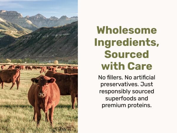 Superfood Nuggets- Premium, Freeze-Dried raw Dog Food Topper or Treat. Powerful Nutrient-Dense Ingredients. No Artificial additives. Beef Tripe and Kale Formula 8oz - 4pk Bundle