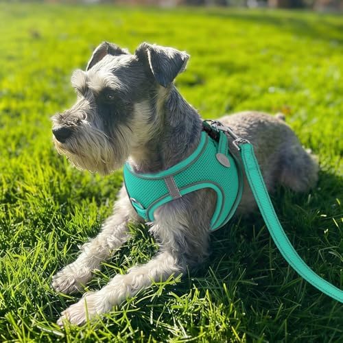 Joytale Step-in Dog Harness, Soft Breathable Mesh, Teal M
