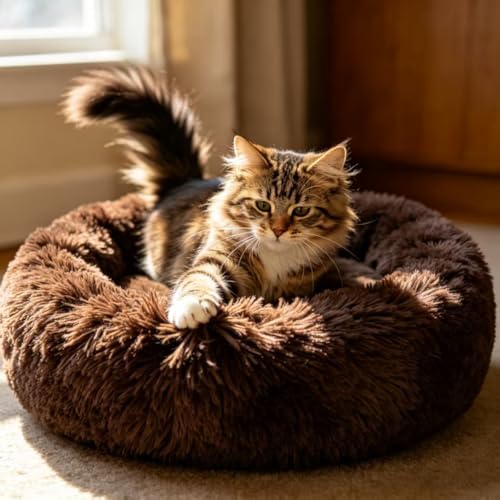Cat Beds for Indoor Cats