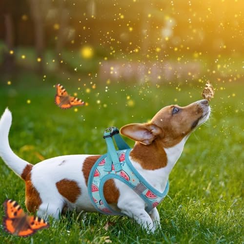 KOOLTAIL Dog Harness and Leash Set