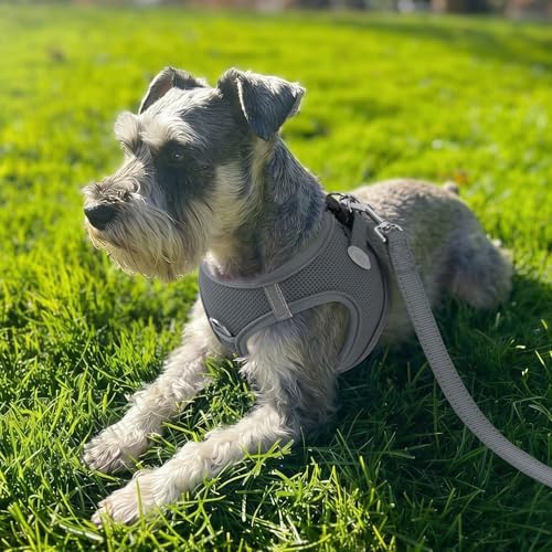Joytale Step-in Dog Harness, Soft Breathable Mesh