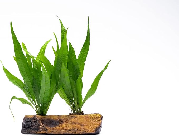 Live Aquarium Plants on Driftwood, Lava Rock, Moss Mat - Freshwater Fish Tank Plants (Java Fern, Driftwood (Medium))