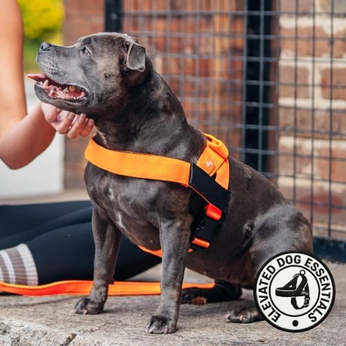 Dog Friendly Co. Dog Harness for Small Dogs