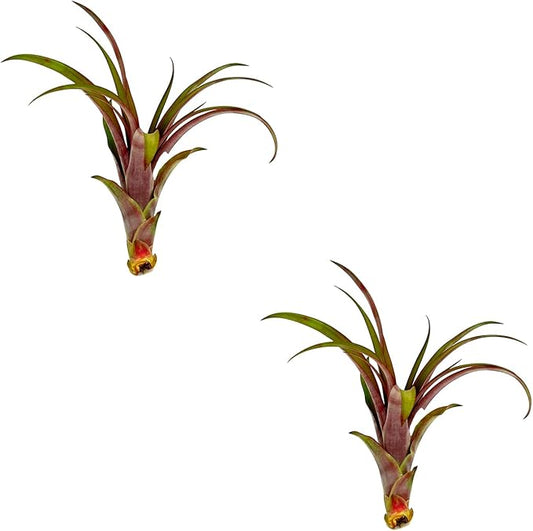 Air Plants - Tillandsia Red Capitata, Large 5-7” - 2 ct - Live Arrival Guaranteed - House Plants for Home Decor & Gift