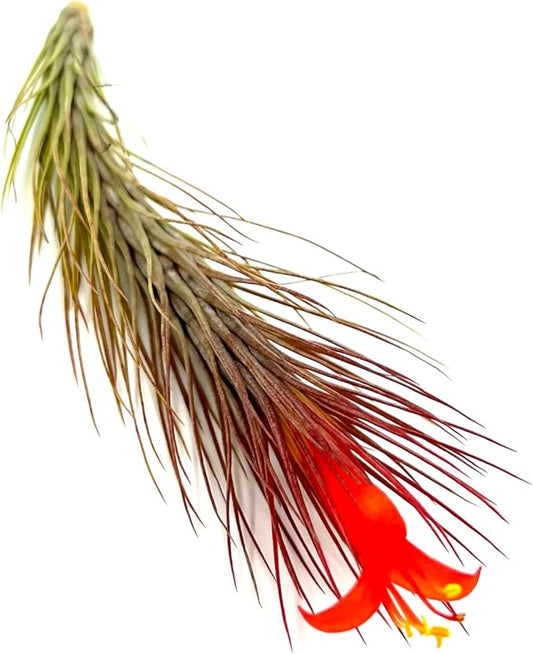 Air Plants - Tillandsia Funckiana Hybrid, Large 5-7" - 1ct - Live Arrival Guaranteed - House Plants for Home Decor & Gift