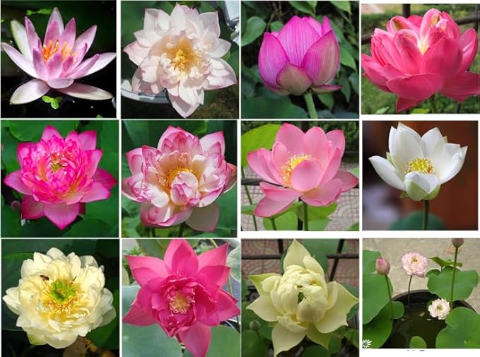 160 Sacred Lotus Seeds for Planting in Water Mixed Flower Color Pink Red White Yellow Multicolor Aquatic Nelumbo nucifera Bonsai Bowl Lotus Seed Lily Ponds Feature Water Gardens (160, Lotus Seed)