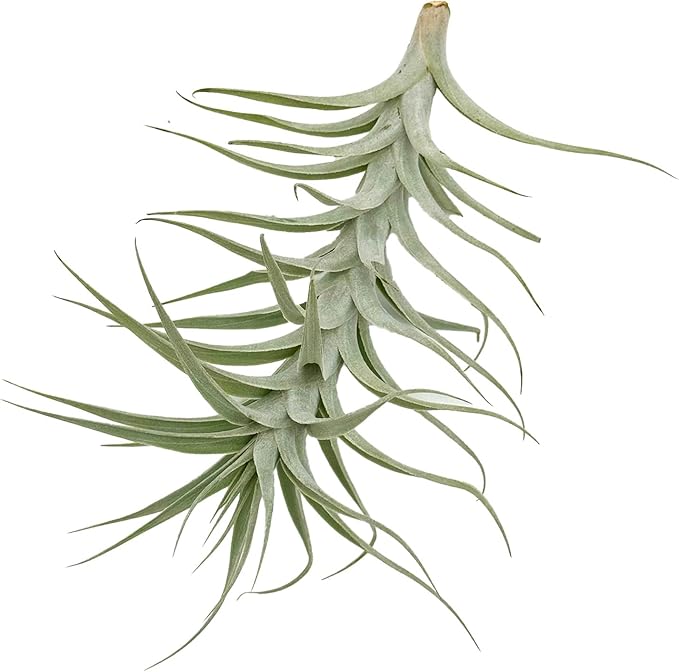 Live Air Plants - Tillandsia Albida 7-12" - 3ct – ragnaroc Live Indoor Plant - Live Arrival Guaranteed - House Plants for Home Decor & Gift