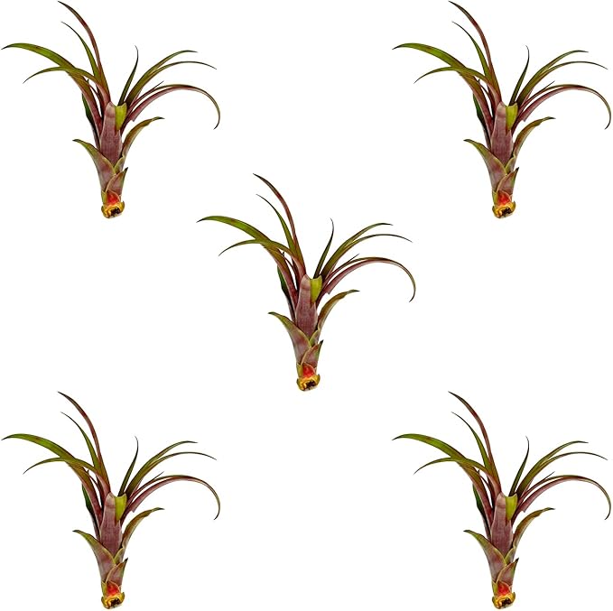 Air Plants - Tillandsia Red Capitata, Large 5-7” - 5 ct - Live Arrival Guaranteed - House Plants for Home Decor & Gift
