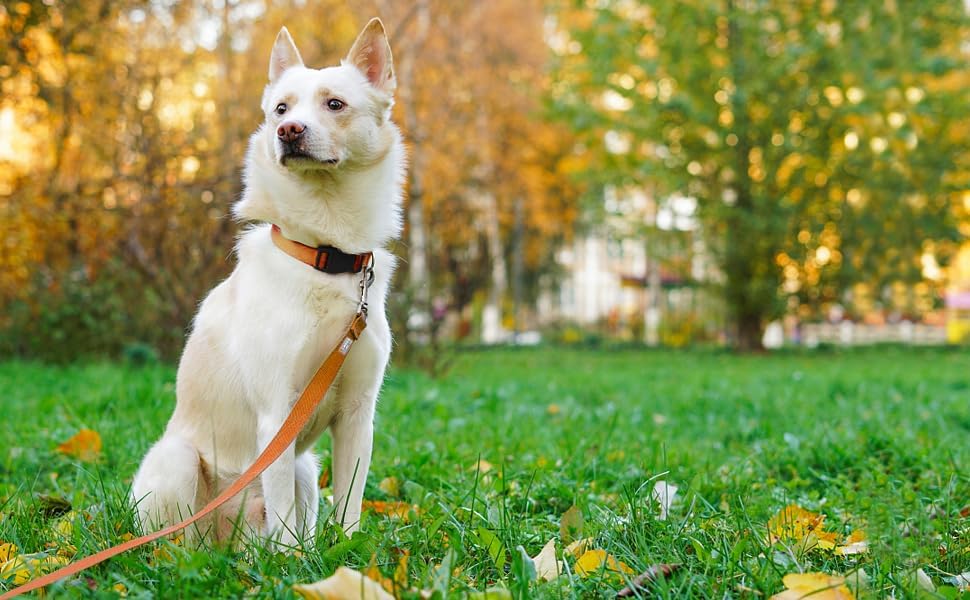 6 FT Reflective Dog Leash for Medium Dogs