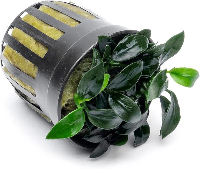 Anubias Live Aquarium Plants - Potted Freshwater Plant for Fish Tanks, Terrariums - Beginner Friendly Low Light (Jungle Star, 1 Pot)