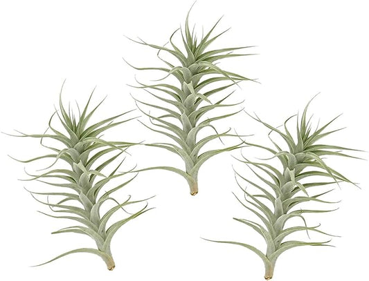 Live Air Plants - Tillandsia Albida 7-12" - 3ct – ragnaroc Live Indoor Plant - Live Arrival Guaranteed - House Plants for Home Decor & Gift