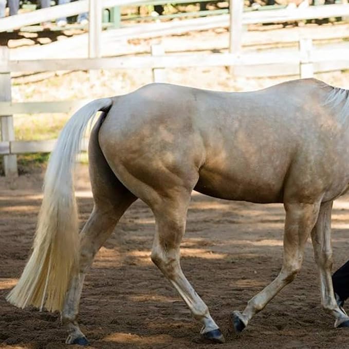 Horse Tail Extensions with Braided Horsehair Loop, Blunt Cut Bottom, 34-36 inches Long and 1 lb Weight (Palomino)