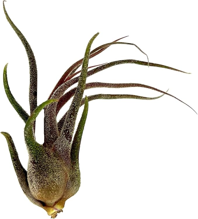 Air Plants - Tillandsia Pruinosa, Large 3-5" - 5ct - Live Arrival Guaranteed - House Plants for Home Decor & Gift