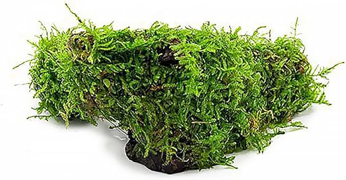 Live Aquarium Plants on Driftwood, Lava Rock, Moss Mat - Freshwater Fish Tank Plants (Christmas Moss, Driftwood (Medium))