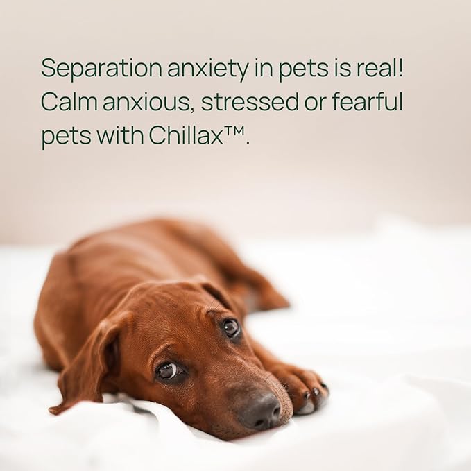 pawTree Chillax - Natural Calming Hemp Chews. Veterinarian-Developed Formula Helps Relieve Stress and Tension, Separation Anxiety and Soothe Fear from Storms - Large Soft Chews for Dogs (60 Count)