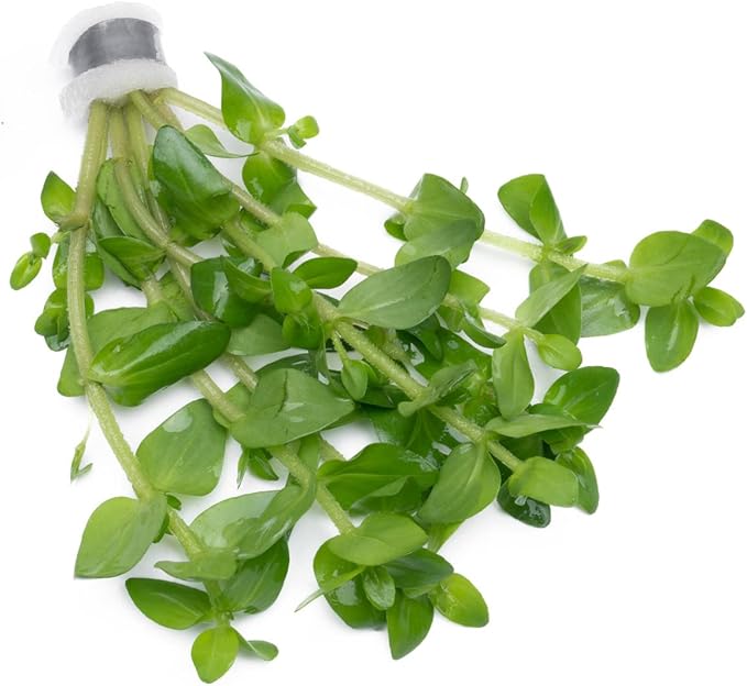 Live Aquarium Red Stem Plants - Freshwater Aquatic Plant for Fish Tanks, Aquascaping - (Lemon Bacopa Caroliniana, 4 Bunches)