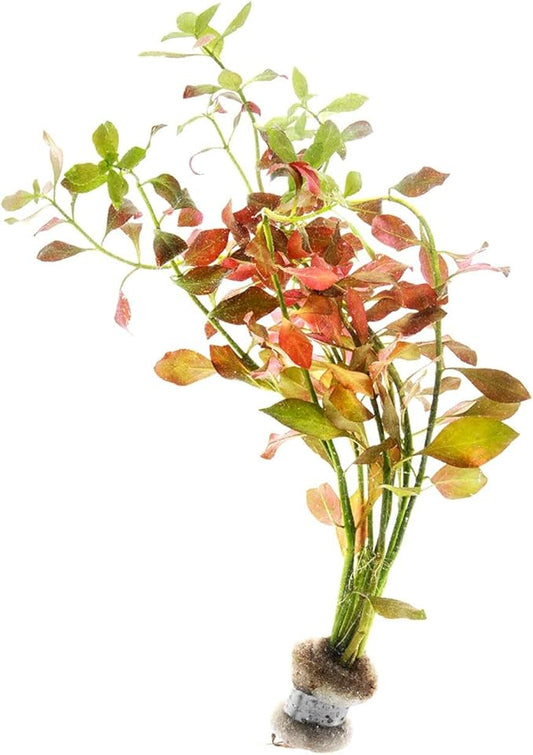 Live Plant - Ludwigia Ovalis - Easy Care, Moderate to High Light, Green to Orange Accent, Freshwater Aquatic Plant for Aquascaping - Lead Bunch
